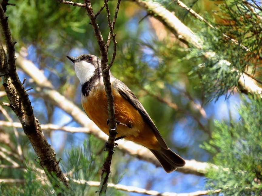 Weddin Bird Trails, Grenfell, NSW