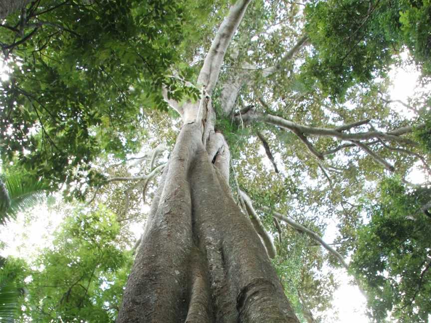 Amamoor State Forest, Amamoor, QLD