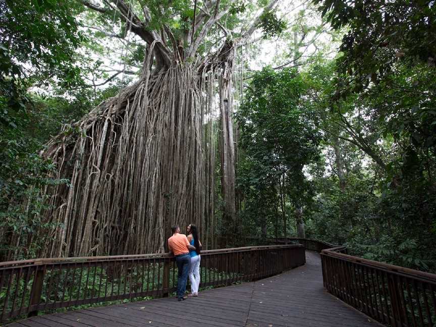 Curtain Fig Tree, Yungaburra, Yungaburra, QLD