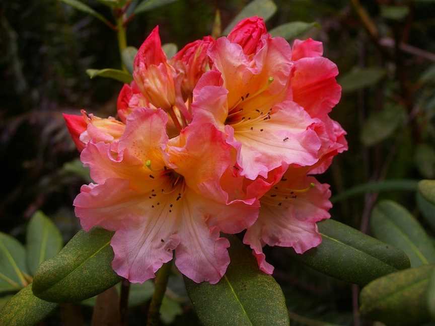 Campbell Rhododendron Gardens, Blackheath, NSW
