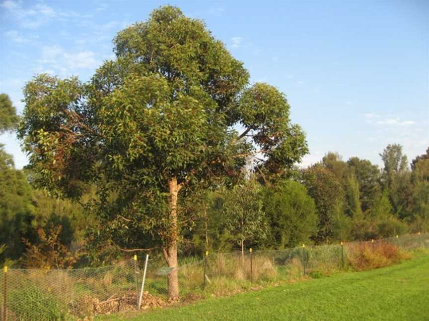 Wolli Creek Regional Park, Bardwell Park, NSW