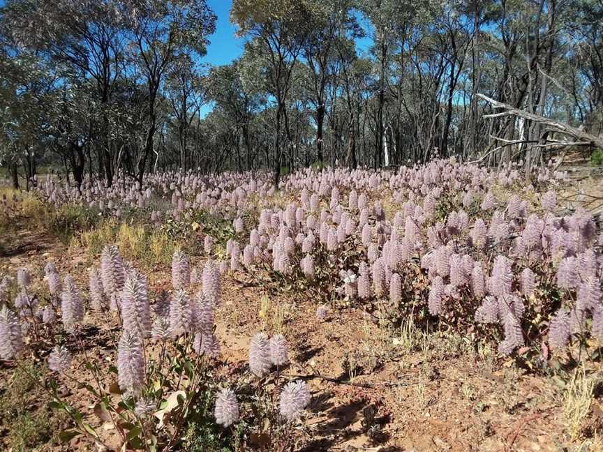 Idalia National Park, Blackall, QLD