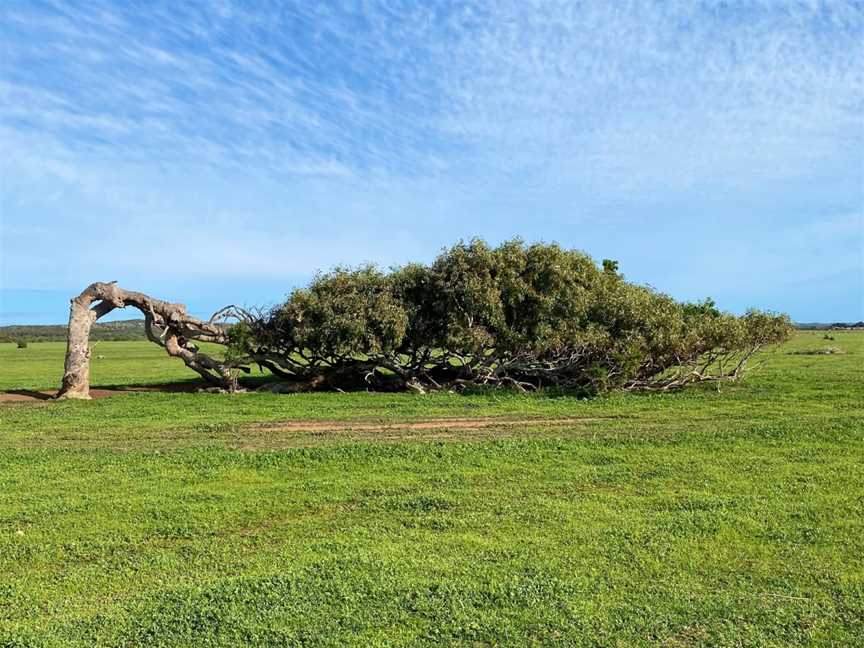 Greenough Leaning Trees, Greenough, WA