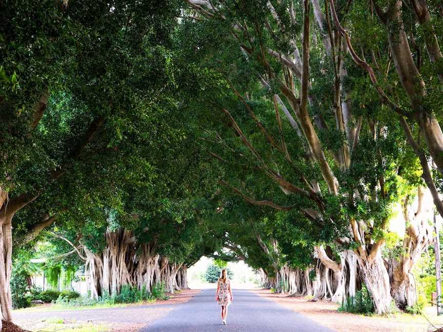 Fig Tree Avenue, Grafton, NSW