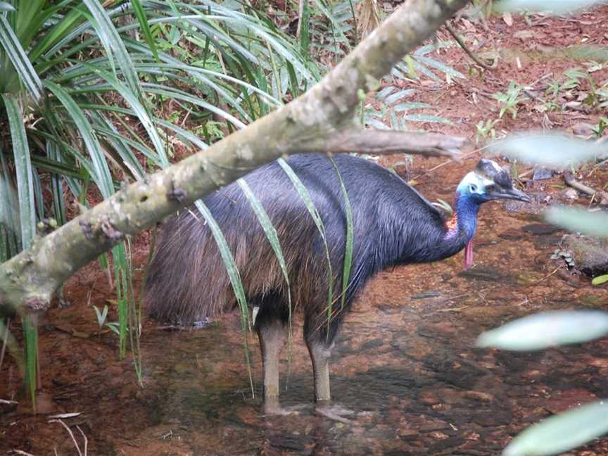 Daintree Discovery Centre, Cow Bay, QLD