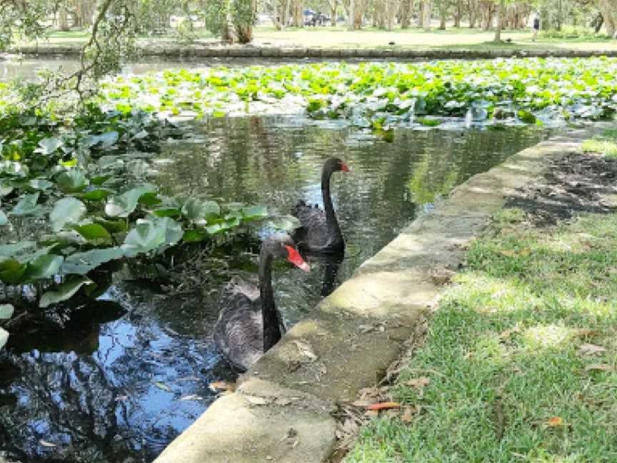 Lily Pond, Centennial Park, NSW