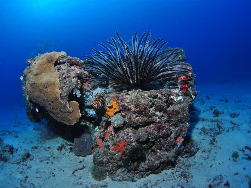 Challenger Bay Dive Site, Cairns City, QLD