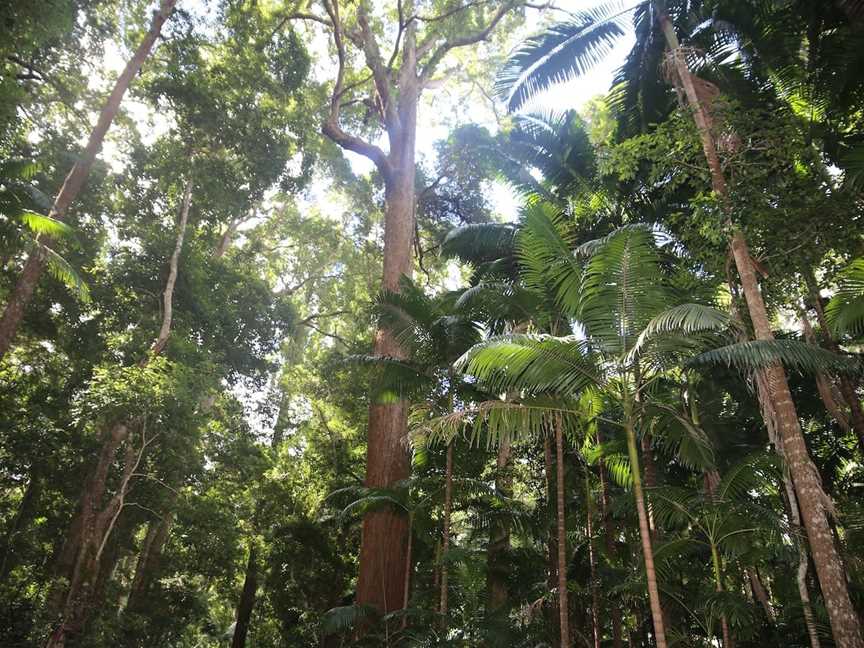 Pile Valley Circuit, Fraser Island, QLD