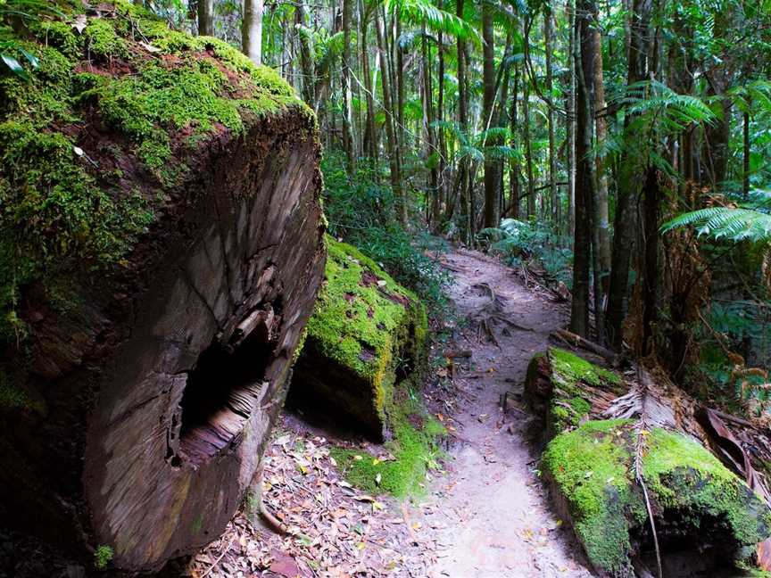 Pile Valley Circuit, Fraser Island, QLD