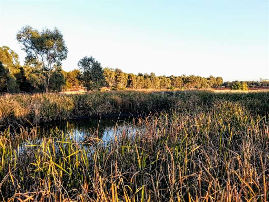 Junee Urban Wetlands, Junee, NSW