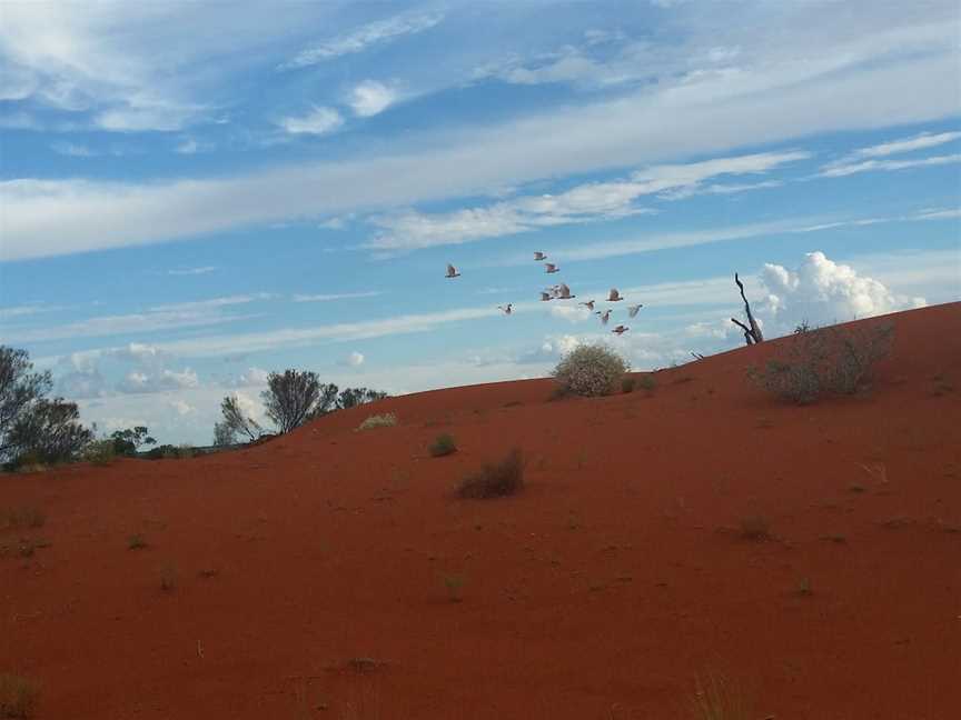 Windorah Sand Hills, Windorah, QLD