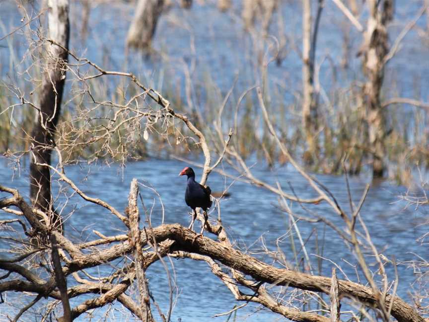 Wooroolin Wetland, Wooroolin, QLD