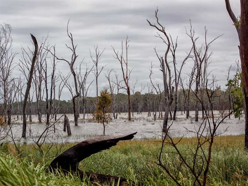 Wooroolin Wetland, Wooroolin, QLD