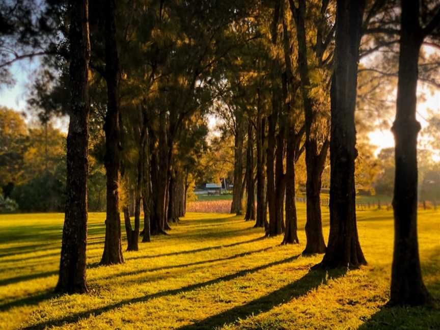 Morpeth Avenue of Trees, Morpeth, NSW