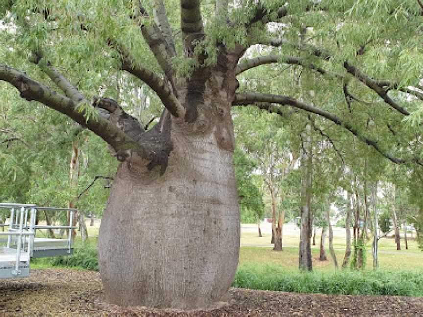 Roma's  Largest Bottle Tree, Roma, QLD