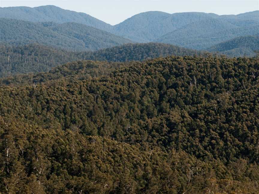 Errinundra National Park, Club Terrace, VIC