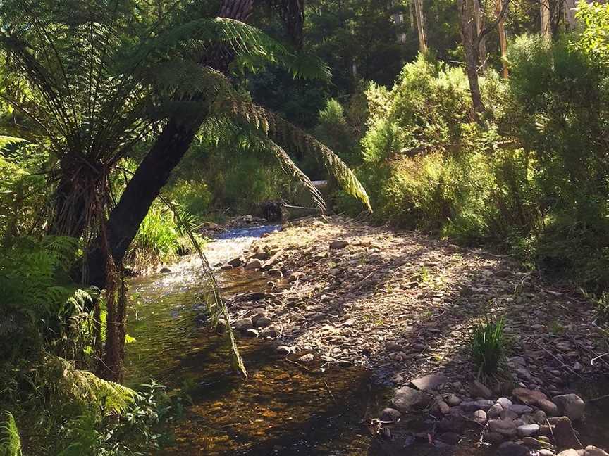 Errinundra National Park, Club Terrace, VIC