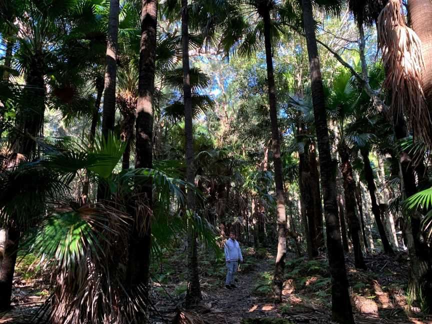 Palms picnic area, Frazer Park, NSW