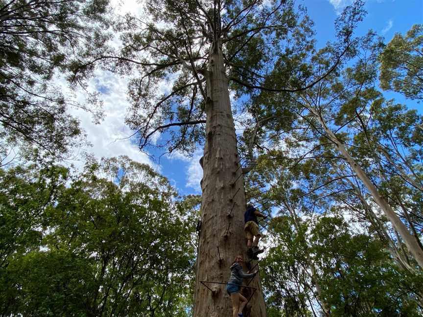 Gloucester Tree, Pemberton, WA