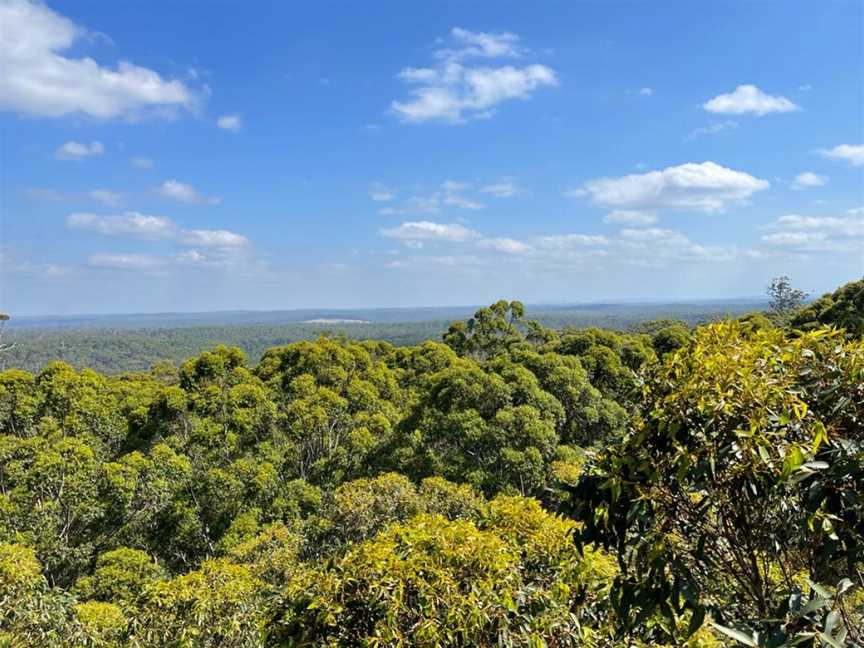 Gloucester Tree, Pemberton, WA