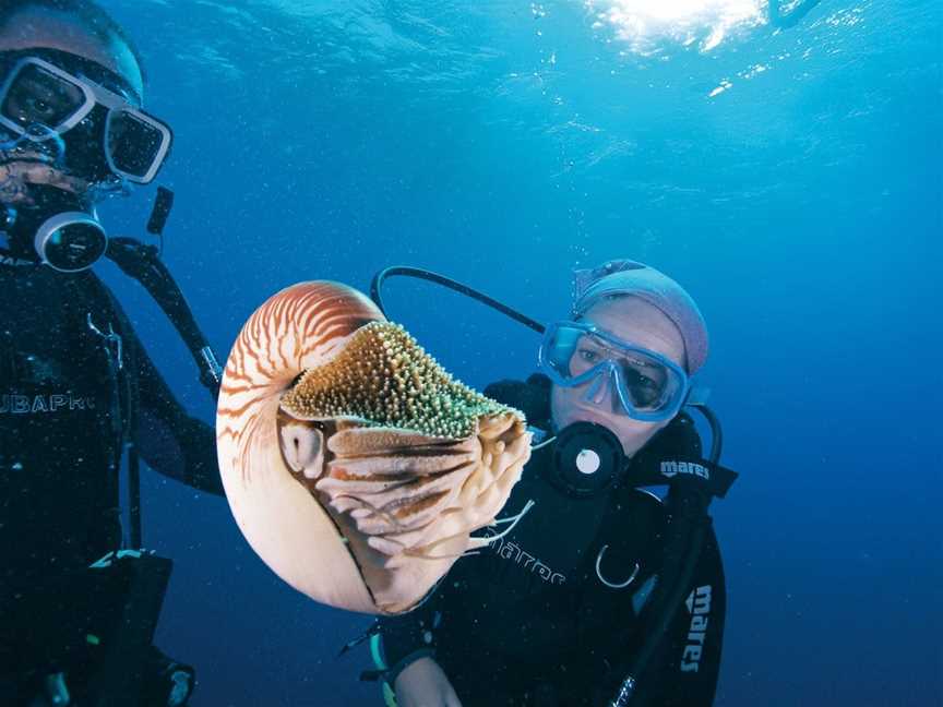 Agincourt Reef, Port Douglas, QLD