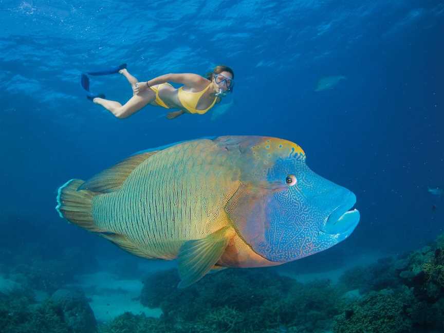 Agincourt Reef, Port Douglas, QLD