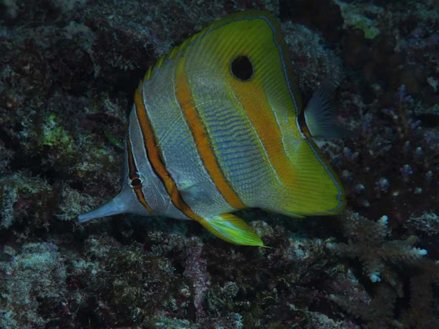 Wheeler Reef Dive Site, Townsville, QLD