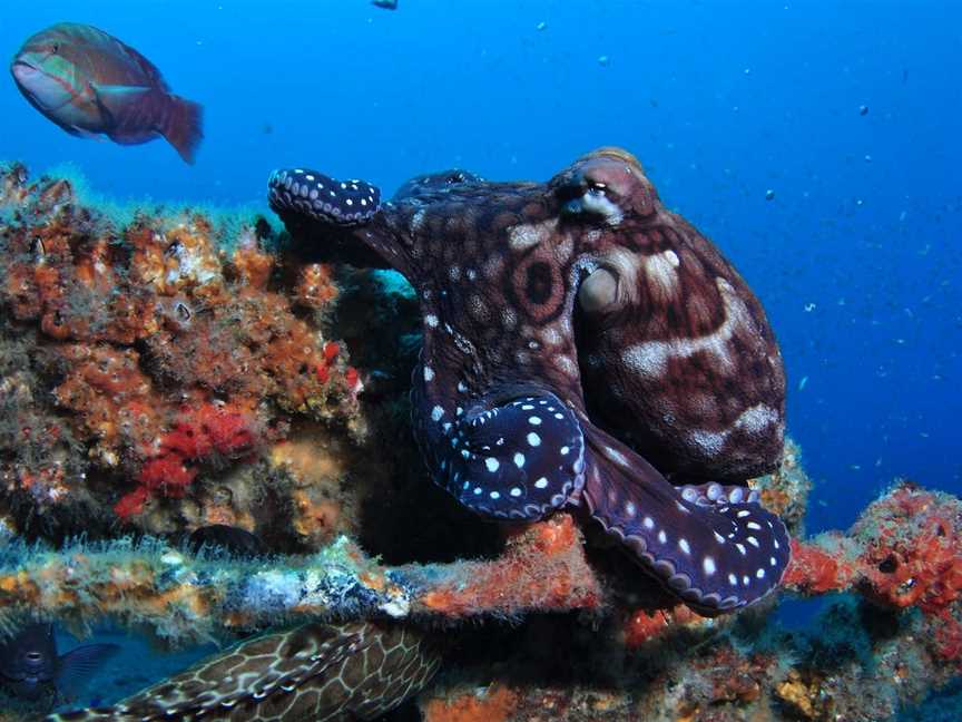 HMAS Brisbane Dive Site, Mooloolaba, QLD