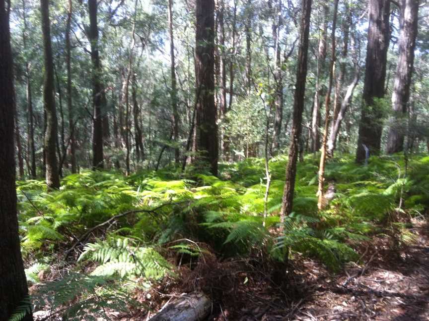 Palm Grove Nature Reserve, Somersby, NSW