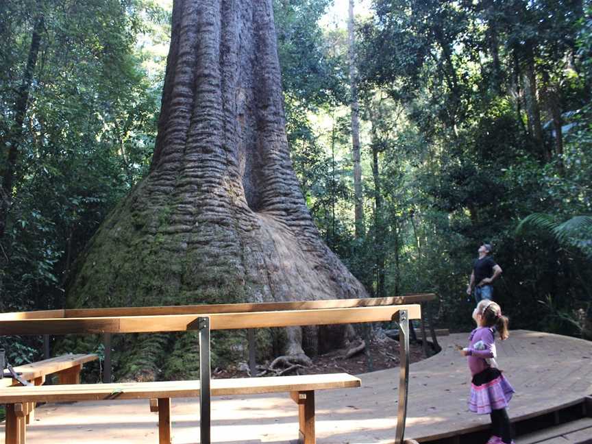 Old Bottlebutt, Wauchope, NSW