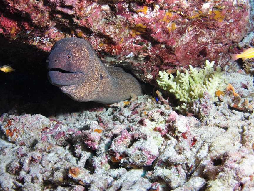 Anchor Bommie Dive Site, Lady Elliot Island, QLD