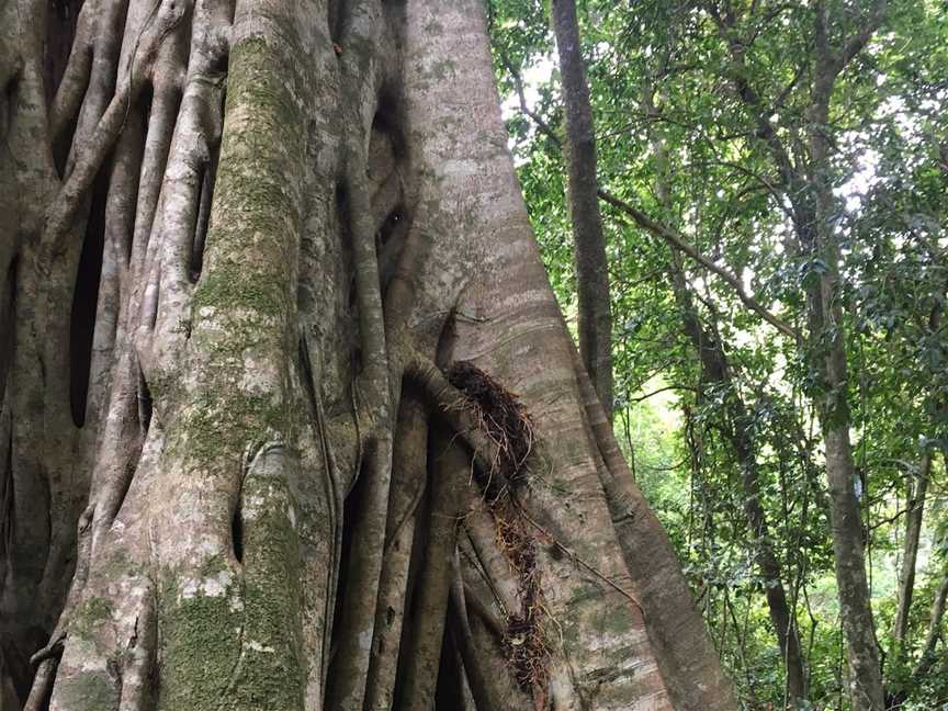 Allyn River Rainforest Walk, Upper Allyn, NSW