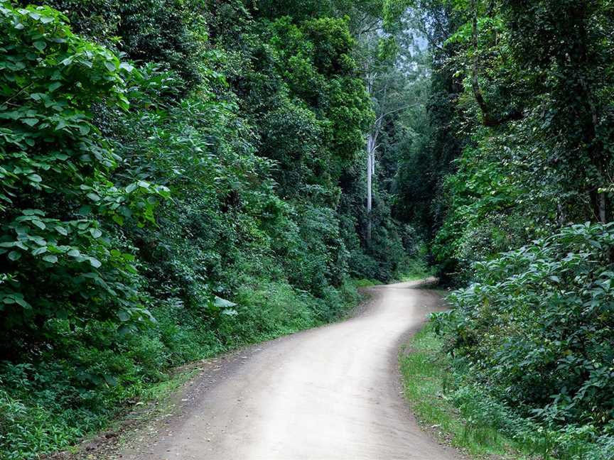 Allyn River Rainforest Walk, Upper Allyn, NSW