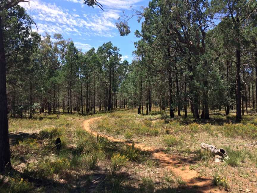 Kindra State Forest, Coolamon, NSW
