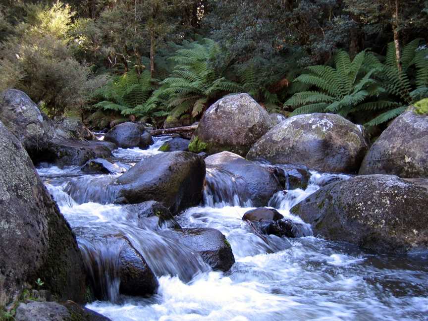 Barrington Tops National Park, Chichester, NSW