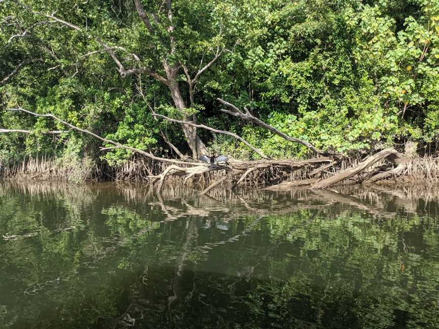 Daintree River, Lower Daintree, QLD