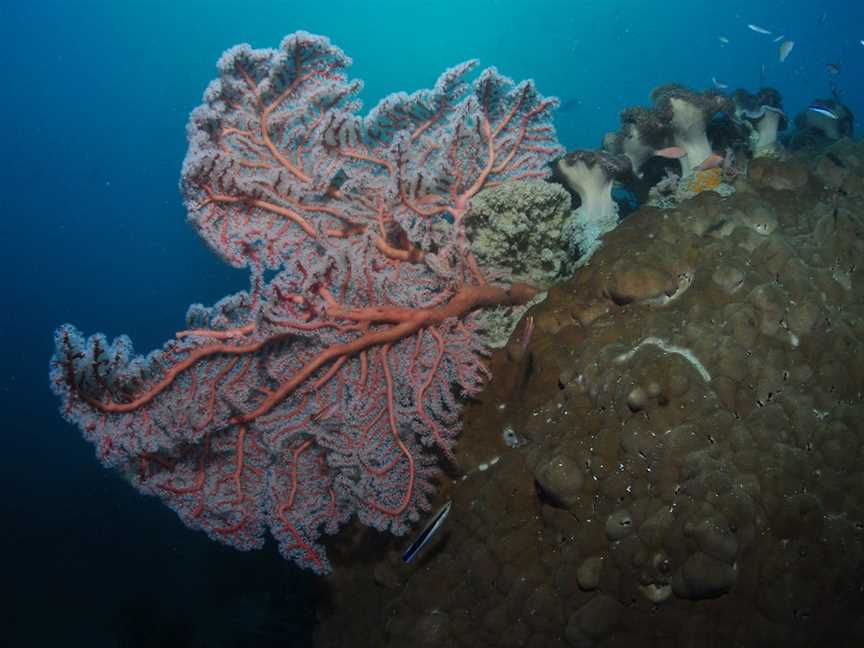 Luncheon Bay Dive Site, Hook Island, QLD