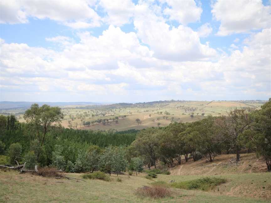 Macquarie Woods Recreation Area, Vittoria, NSW