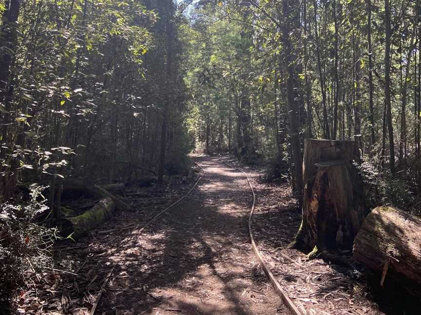 Lyrebird Circuit Walk, Kinglake West, VIC