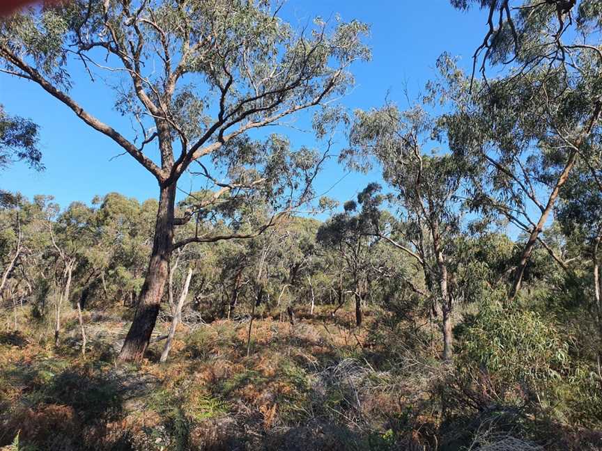 The Pines Flora and Fauna Reserve, Frankston North, VIC