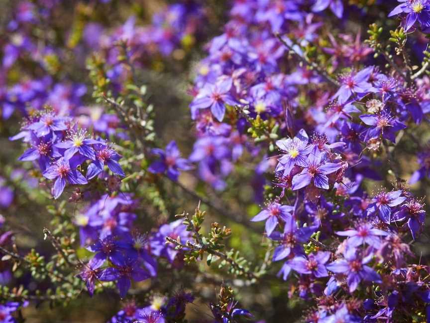 Wildflowers of the Mid West, Mullewa, WA
