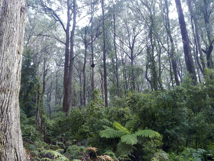 Monga National Park, Monga, NSW