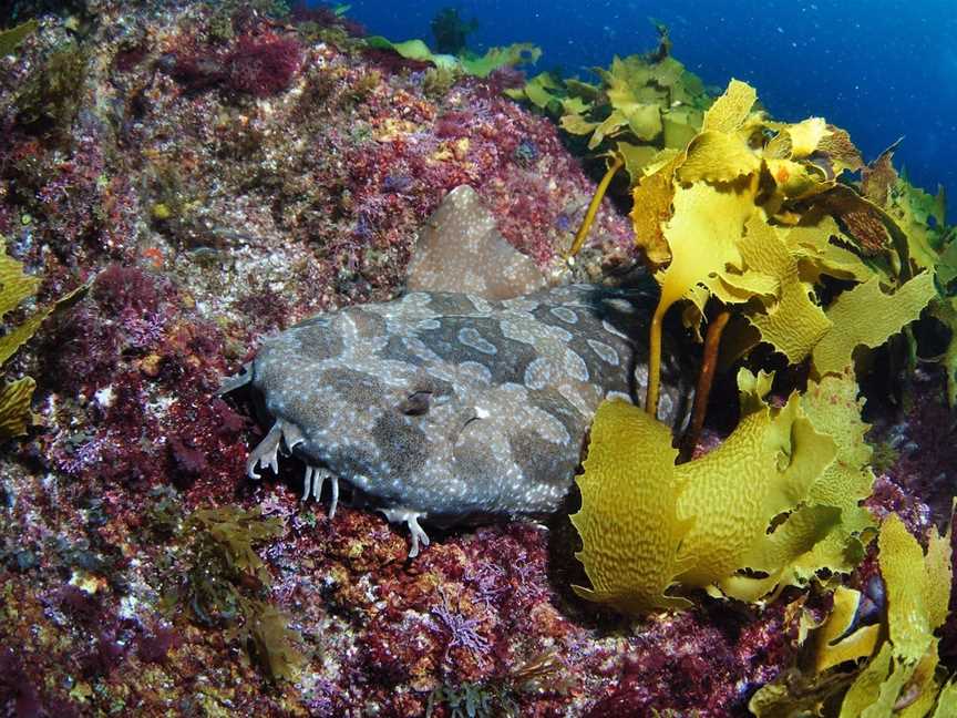 China Wall Dive Site, Moreton Island, QLD