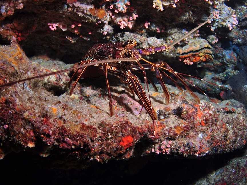 Smith Rock Dive Site, Moreton Island, QLD