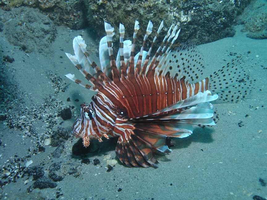 The Pines Dive Site, Moreton Island, QLD