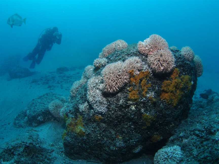 The Pines Dive Site, Moreton Island, QLD