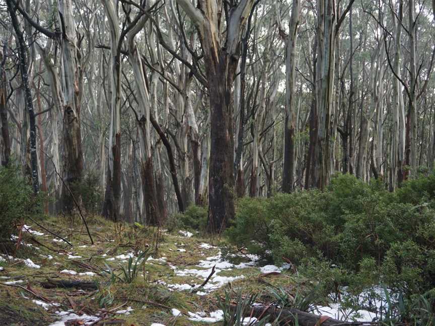 Mt Donna Buang, Warburton, VIC