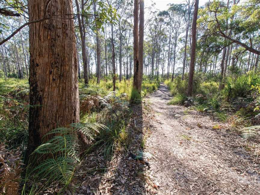 Nadgee Wilderness Walk, Nadgee, NSW
