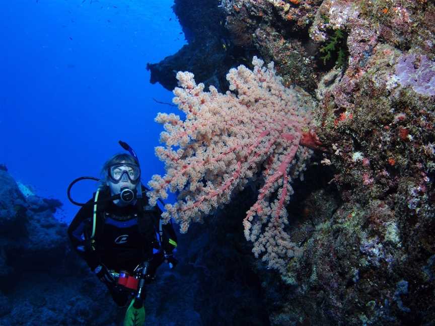 Norman Reef Dive Site, Port Douglas, QLD
