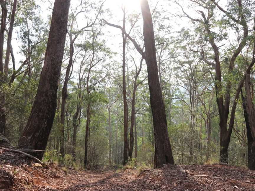 Nowendoc National Park, Nowendoc, NSW